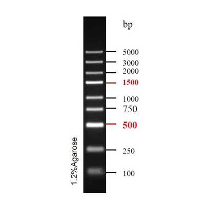 DNA Ladder(100bp~5kb)条带图 DNA Ladder(100bp~5kb)条带图