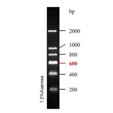 DNA Ladder(200bp~2kb)条带图 DNA Ladder(200bp~2kb)条带图