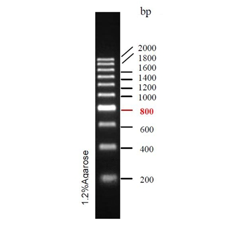 DNA Ladder(200bp~2kb)条带图 DNA Ladder(200bp~2kb)条带图