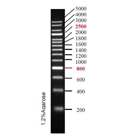 DNA Ladder(200bp~5kb)条带图 DNA Ladder(200bp~5kb)条带图