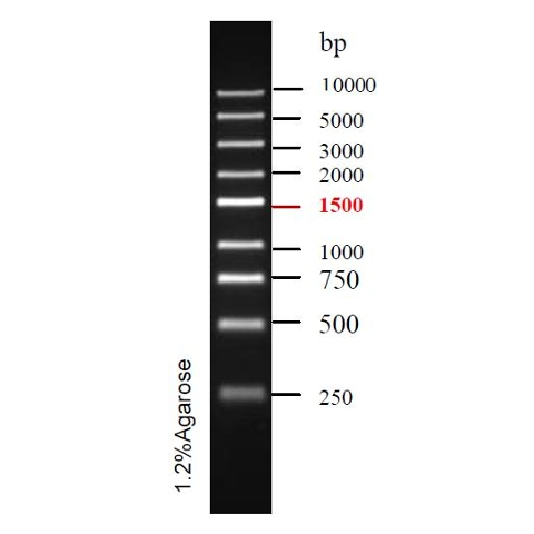 DNA Ladder(250bp~10kb)条带图 DNA Ladder(250bp~10kb)条带图