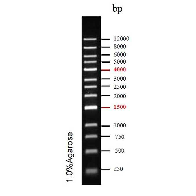 DNA Ladder(250bp~12kb)条带图 DNA Ladder(250bp~12kb)条带图