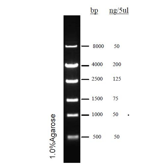 DNA Ladder(500bp~8kb) DNA Ladder(500bp~8kb)