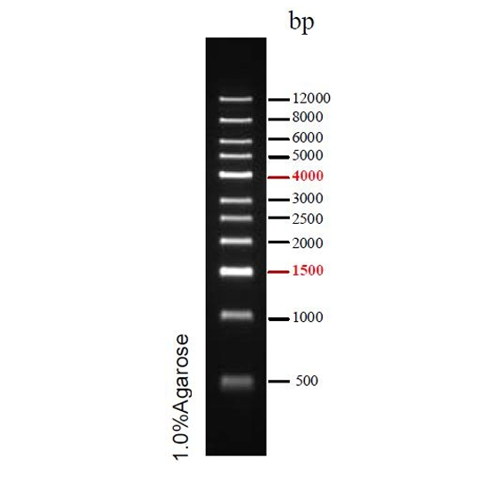 DNA Ladder(500bp~12kb)条带图 DNA Ladder(500bp~12kb)条带图