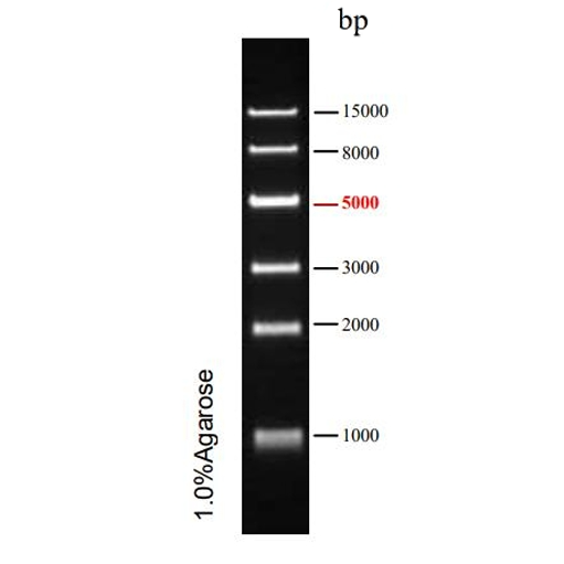 DNA Ladder(1~15kb)条带图 DNA Ladder(1~15kb)条带图