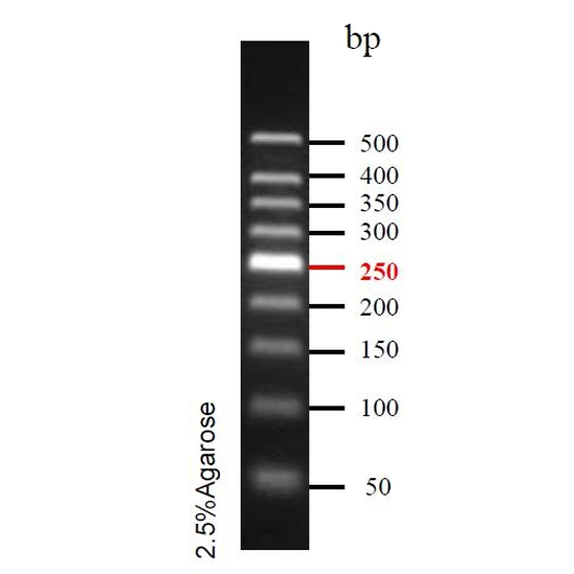 精准DNA Ladder(50~500bp)条带图 精准DNA Ladder(50~500bp)条带图