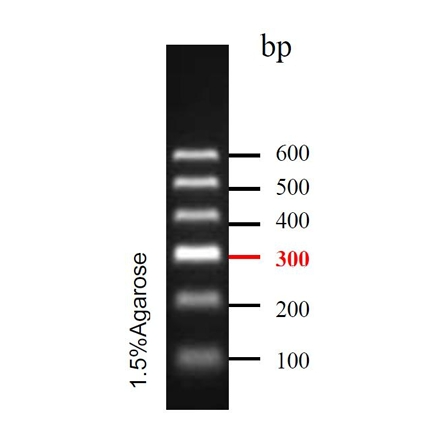 精准DNA Ladder(100~600bp)条带图 精准DNA Ladder(100~600bp)条带图