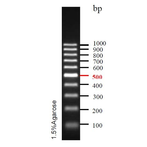精准DNA Ladder(100~1000bp)条带图 精准DNA Ladder(100~1000bp)条带图
