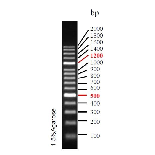 精准DNA Ladder(100~2000bp)条带图 精准DNA Ladder(100~2000bp)条带图