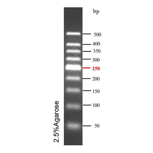 预染DNA Ladder(50~500bp)条带图 预染DNA Ladder(50~500bp)条带图