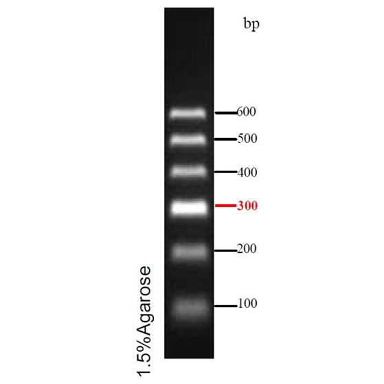预染DNA Ladder(100~600bp)条带图 预染DNA Ladder(100~600bp)条带图