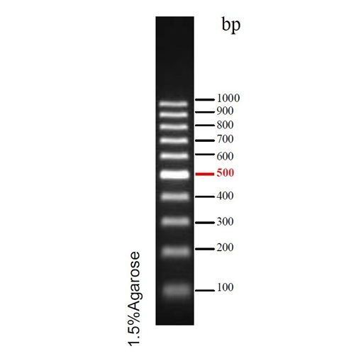 预染DNA Ladder(100~1000bp)条带图 预染DNA Ladder(100~1000bp)条带图