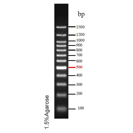 预染DNA Ladder(100~1500bp)条带图 预染DNA Ladder(100~1500bp)条带图