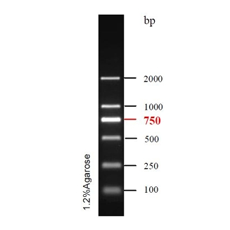 预染DNA Ladder(100~2000bp)条带图 预染DNA Ladder(100~2000bp)条带图