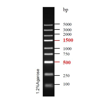 预染DNA Ladder(100~5000bp)条带图 预染DNA Ladder(100~5000bp)条带图