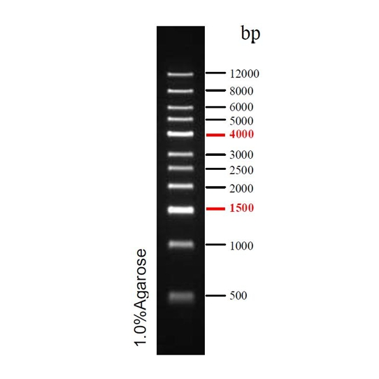 预染DNA Ladder(500~12000bp)条带图 预染DNA Ladder(500~12000bp)条带图