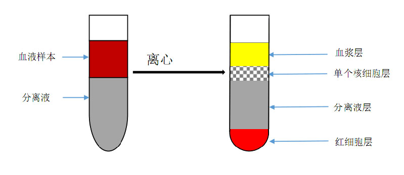 人全血单个核细胞分离液(FICOLL配置)