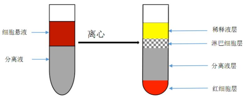 鸡脾脏淋巴细胞分离液分离示意图