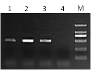 2×BloTaq PCR MasterMix