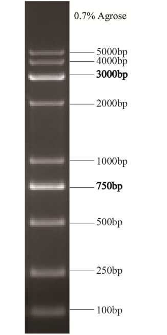 DNA Ladder 2000 Plus(100bp～5kb)