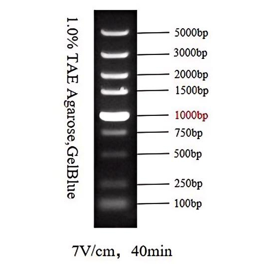 DNA Ladder 5000(100bp～5kb)