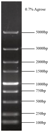 DNA Ladder 5000(100bp～5kb)
