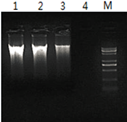 单细胞全基因组PCR扩增试剂盒