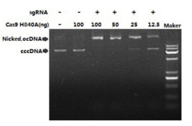 Cas9 H840A Nickase