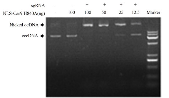 NLS-Cas9(H840A) Nickase