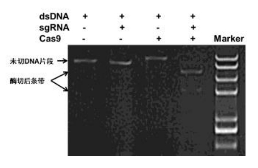 sgRNA体外筛选试剂盒