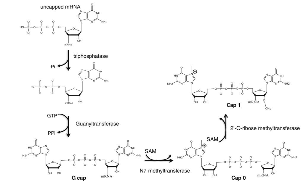mRNA加帽试剂盒(Cap1结构)