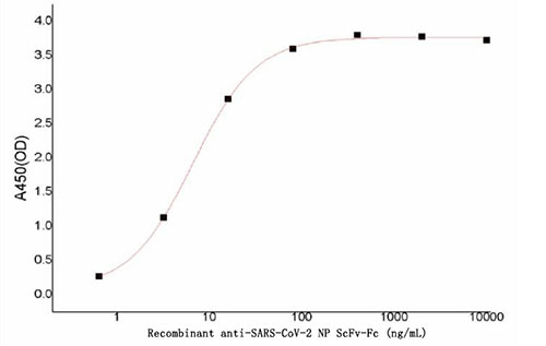 重组SARS-CoV-2 N蛋白单链抗体-Fc