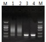 2×HotStart Taq MasterMix(含染料)