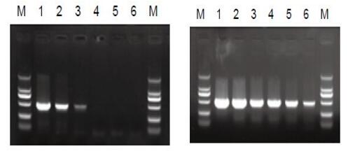 2×Genotyping Taq MasterMix(含染料)