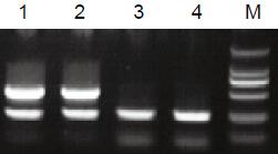 2×PCR Mix(UDG酶，含染料)