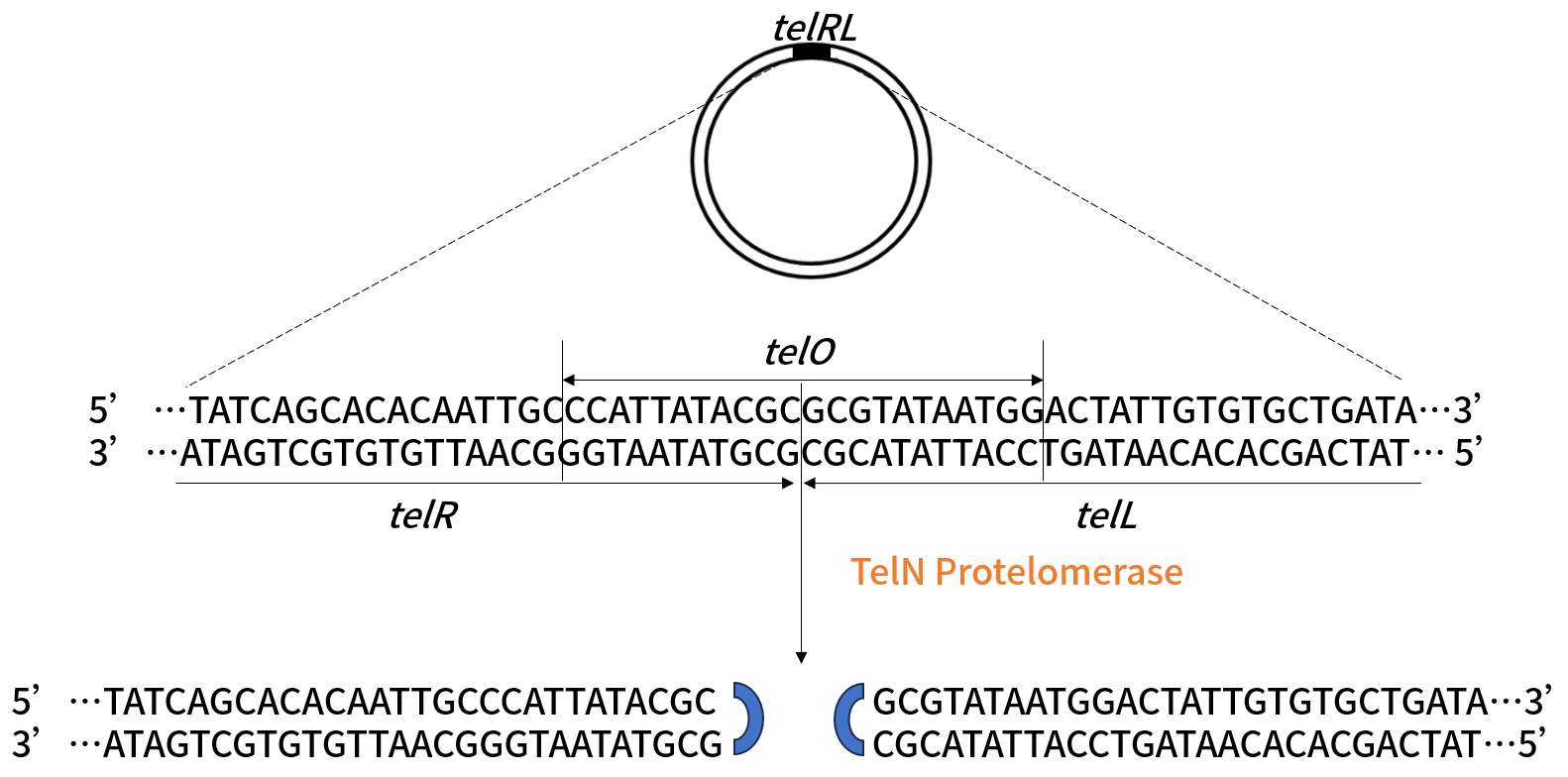 TelN Protelomerase