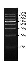 DNA Ladder(50～500bp)