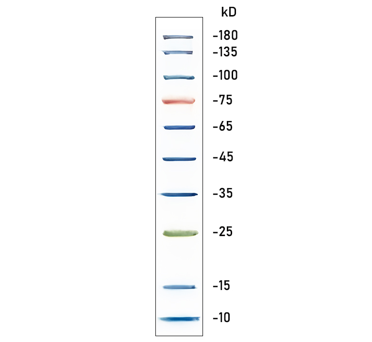 彩虹预染蛋白Marker(10～180kDa)