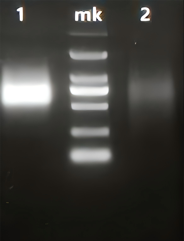 RNA焦磷酸水解酶(RppH)使用效果图