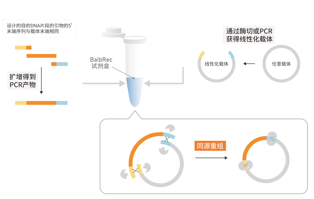 一步法多片段DNA定向无缝克隆试剂盒 一步法多片段DNA定向无缝克隆试剂盒