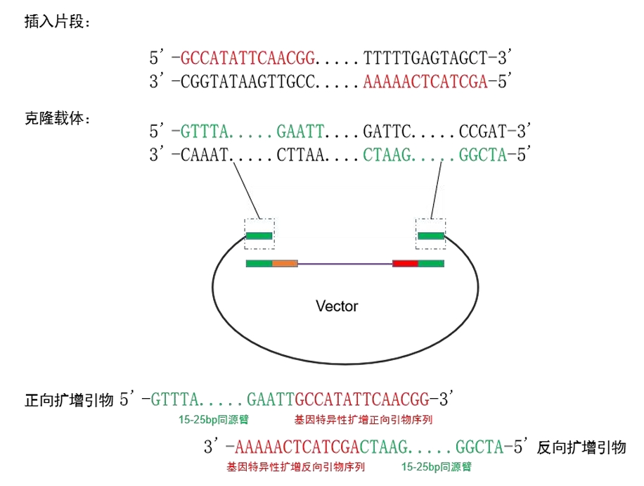 一步法多片段DNA定向无缝克隆试剂盒 一步法多片段DNA定向无缝克隆试剂盒