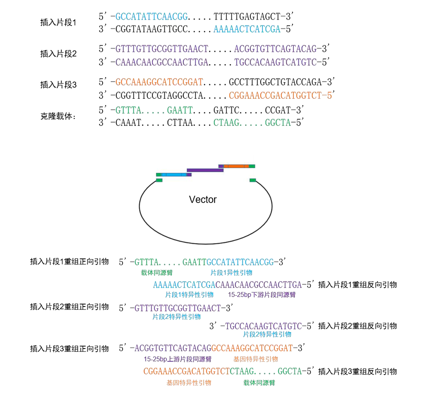 一步法多片段DNA定向无缝克隆试剂盒 一步法多片段DNA定向无缝克隆试剂盒