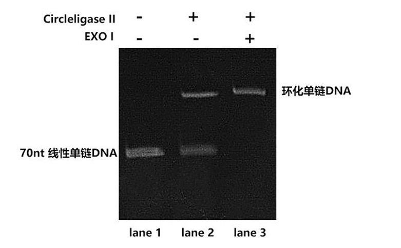 单链DNA/RNA环化酶