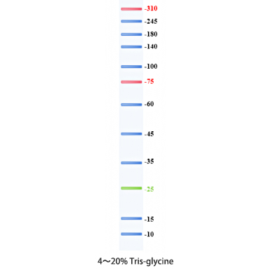 彩色预染蛋白Marker(10~310kD,12条带) 彩色预染蛋白Marker(10~310kD,12条带)