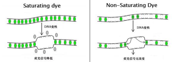 饱和型DNA染料