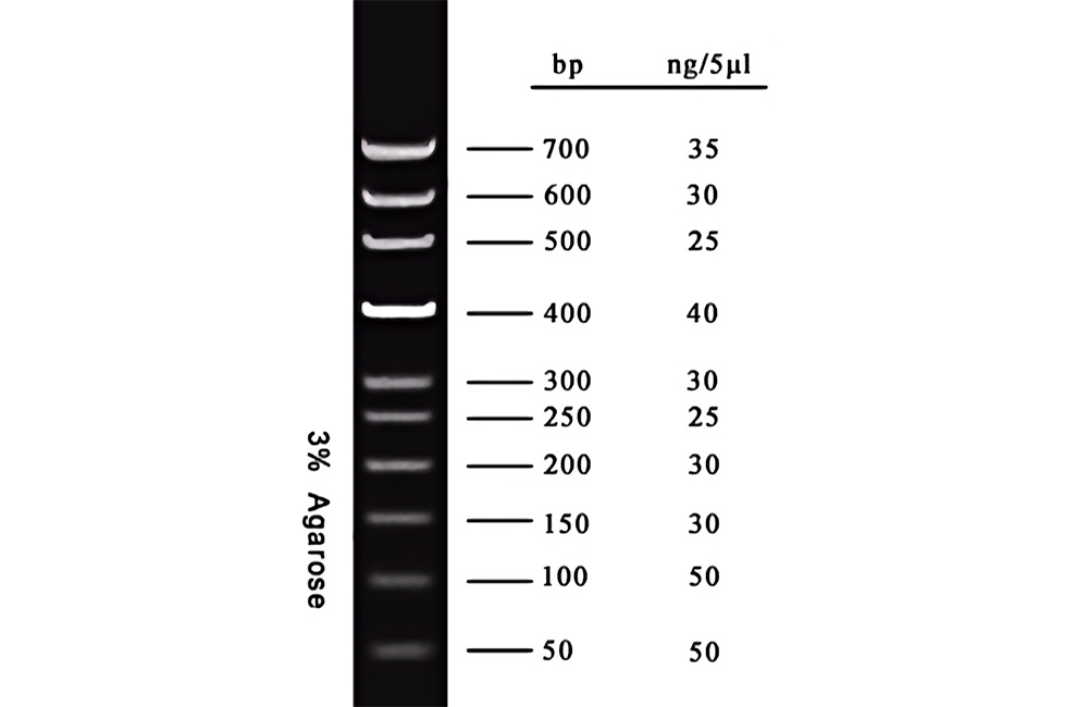 DNA Marker(50～700bp)