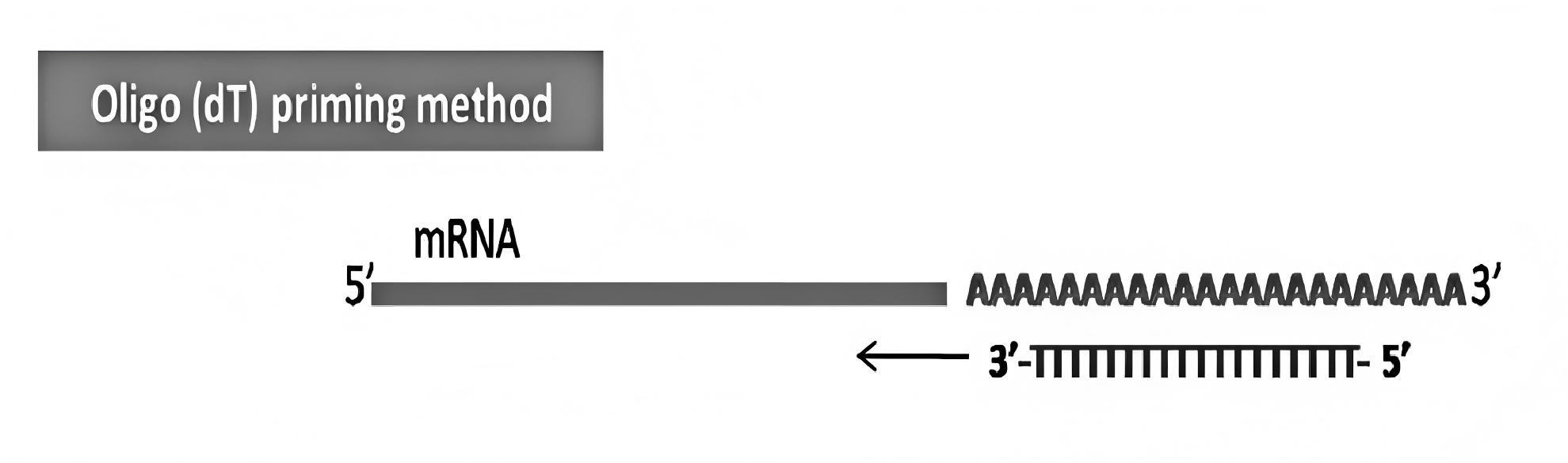 Oligo(dT)12-18引物干粉