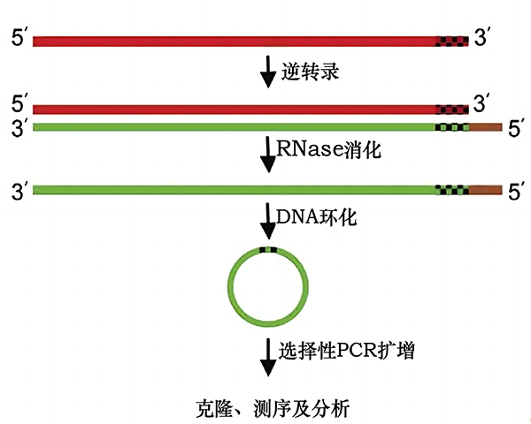 环状RACE试剂盒(3'和5')