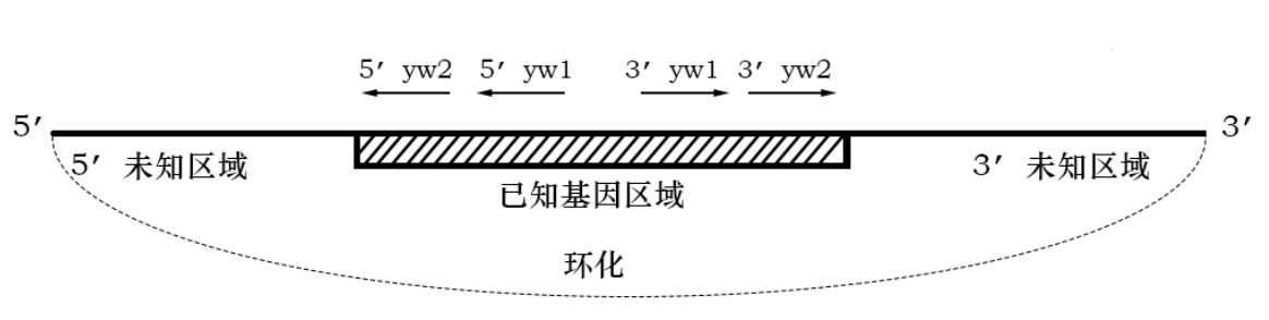 RCA滚环扩增RACE试剂盒