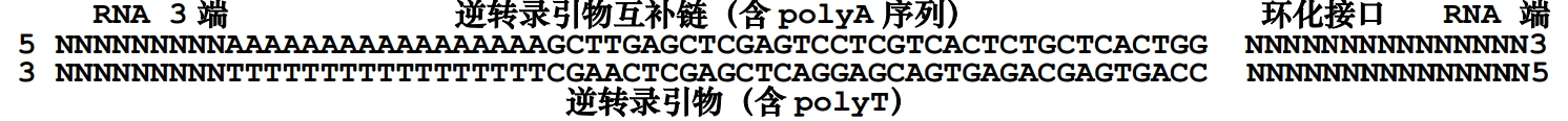 RCA滚环扩增RACE试剂盒